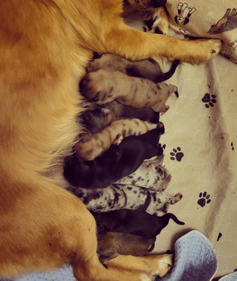 They Had Delivered Puppies Before | Instagram/@ourgoldenyears