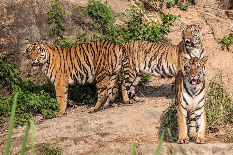 Paying the Tigers a Visit | wanphen chawarung/Shutterstock