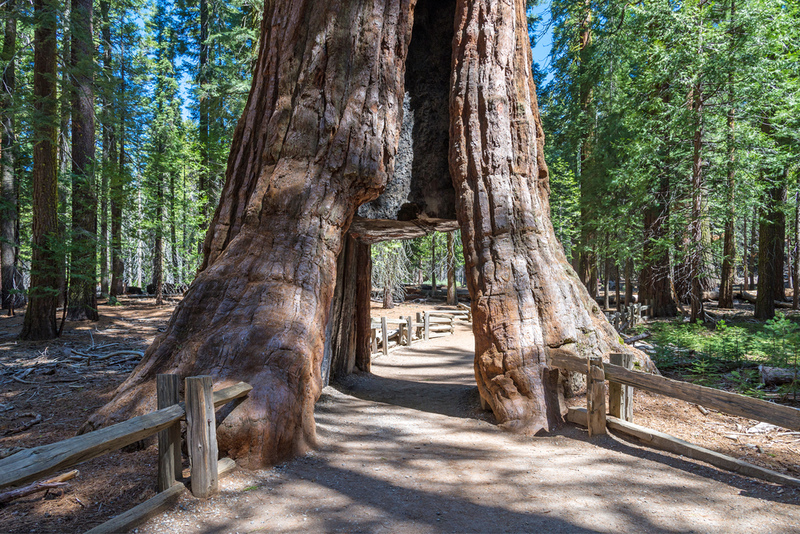 El Túnel Sequoia | Kusska/Shutterstock