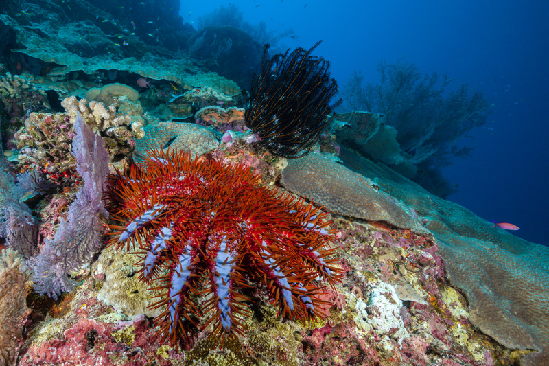 Coral en la Isla de Navidad | Alamy Stock Photo by WaterFrame_dpr