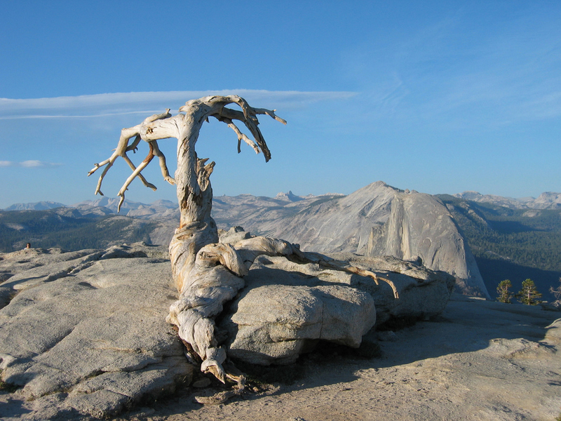 El Pino de Jeffery en Yosemite | Christophe Testi/Shutterstock