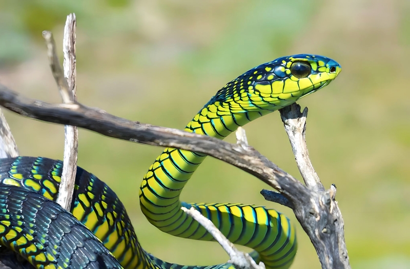 Boomslang Snake | Shutterstock