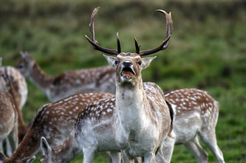 Deer | Alamy Stock Photo by Dave Bagnall