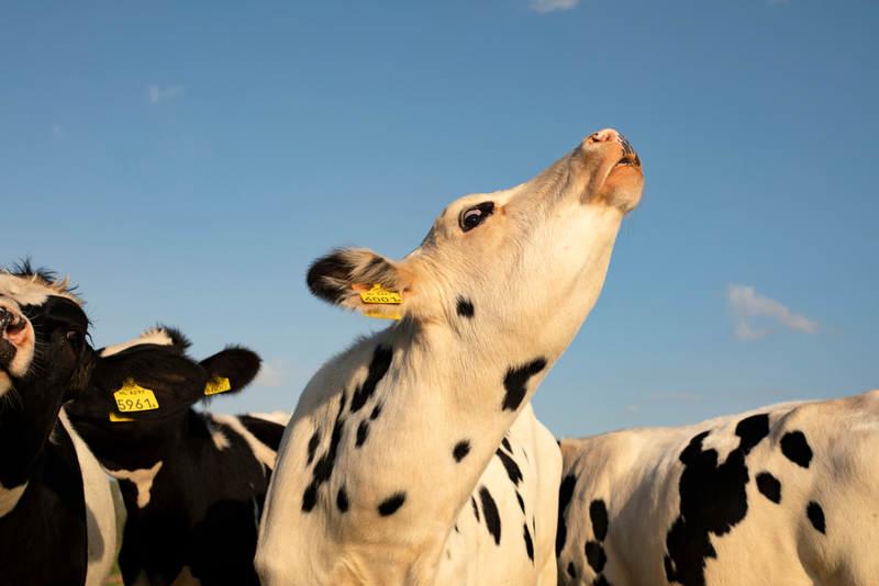 Cow | Shutterstock