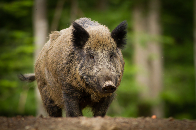 Wild Boar | Shutterstock