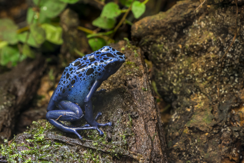 Blue Poison Arrow Frog | Getty Images Photo by Philippe Clement