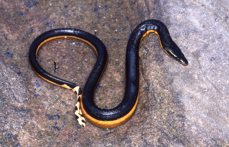 Yellow-Bellied Sea Snake | Shutterstock