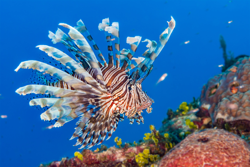 Lionfish | Shutterstock