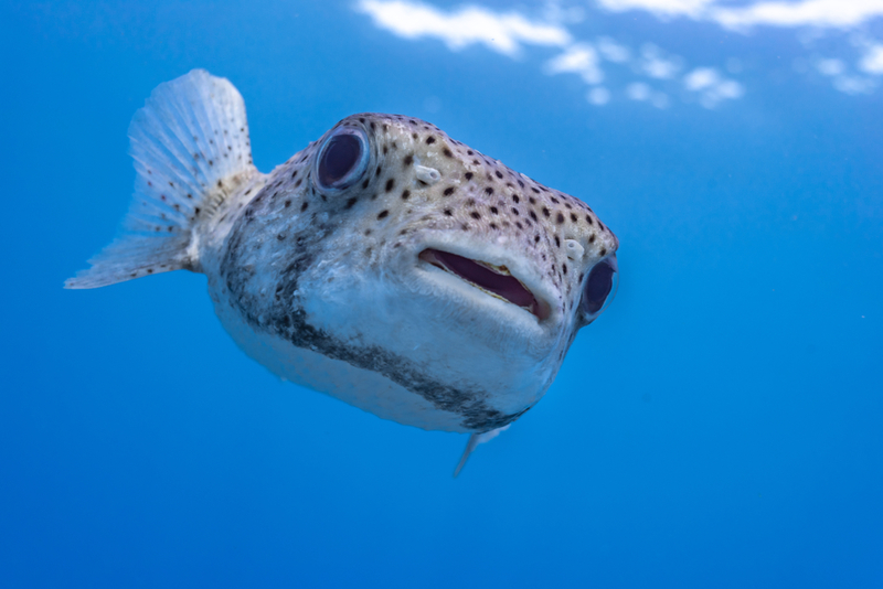 Puffer Fish | Shutterstock