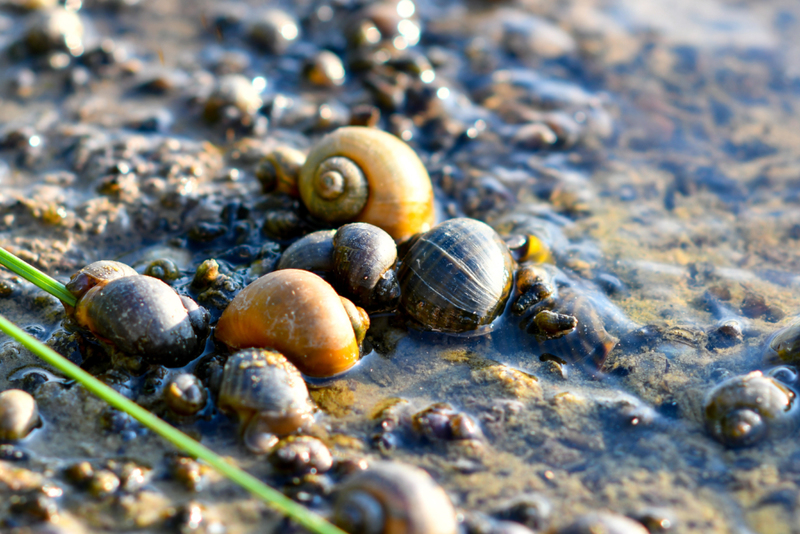 Freshwater Snail | Alamy Stock Photo by mustbeyou 