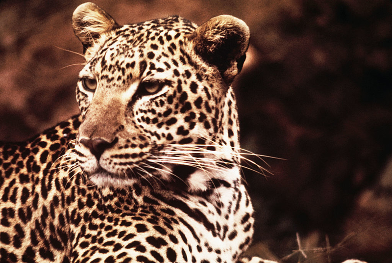 African Leopard | Getty Images Photo by Bettmann