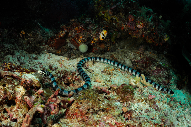 Coral Reef Snake | Alamy Stock Photo by Nature Picture Library / Solvin Zankl