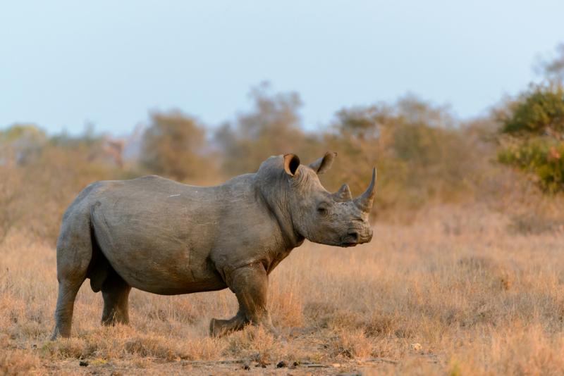 Rhinoceros | Shutterstock