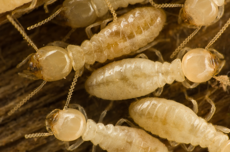 Termites | Shutterstock