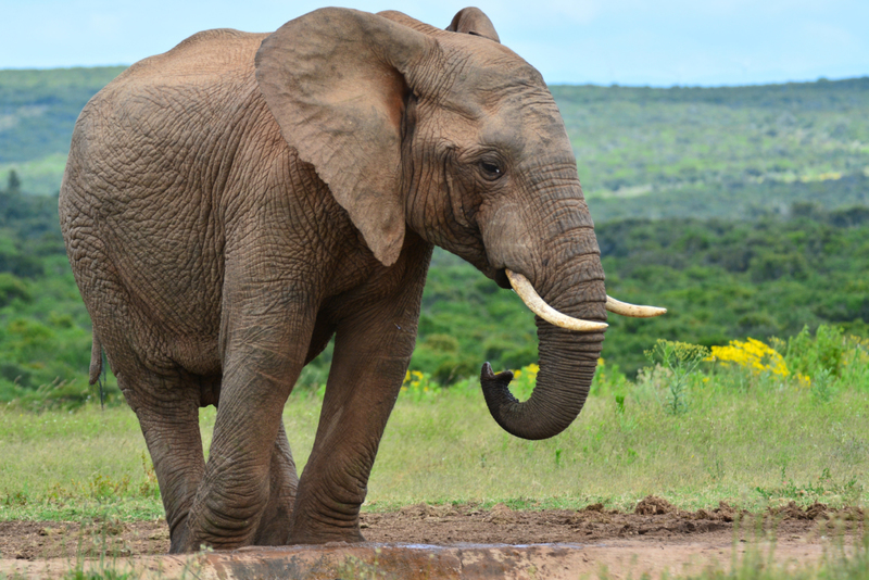 African Elephant | Shutterstock