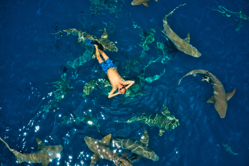 Swimming With Sharks | Shutterstock Photo by Fotoaerian