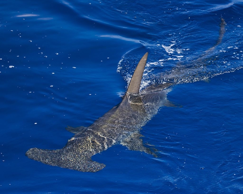 Hammerhead Up Close | Getty Images Photo by James Abernethy/Barcroft Media