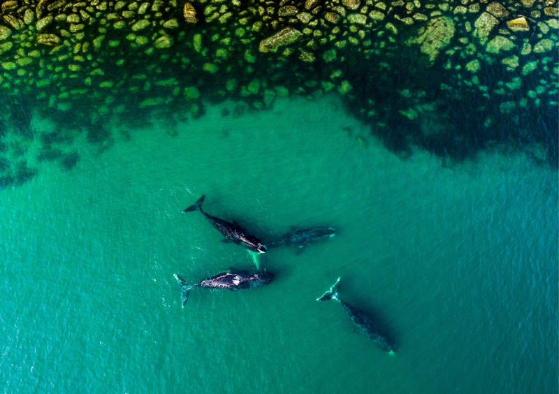 A Family of Killer Whales | Getty Images Photo by Yuri Smityuk