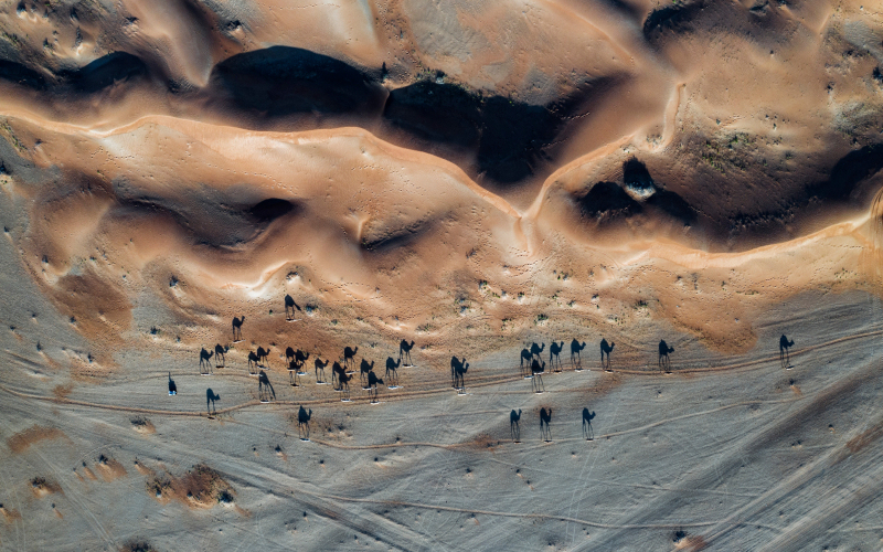 Sentinels of the Desert | Shutterstock Photo by Shoaib Ahmed Jan