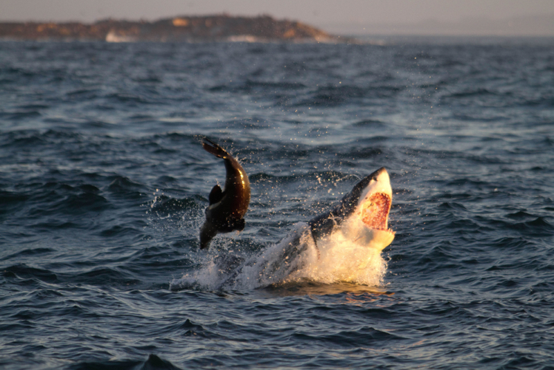 Dolphin in Trouble | Alamy Stock Photo by ZUMA Press, Inc.