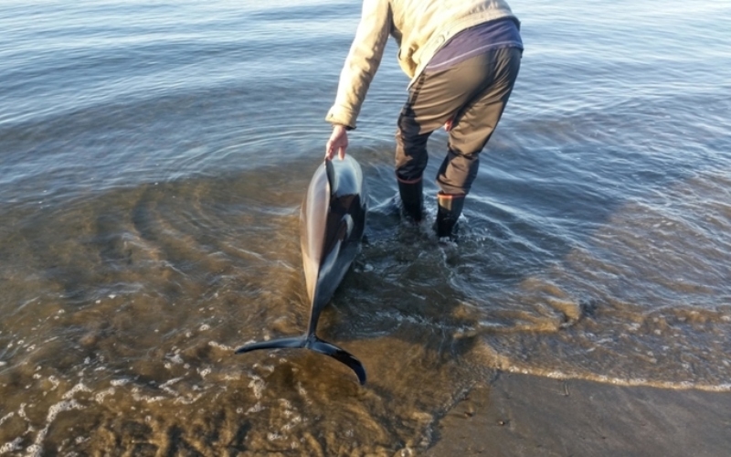 Man Saves Dolphin From A Beach Stranding | Alamy Stock Photo