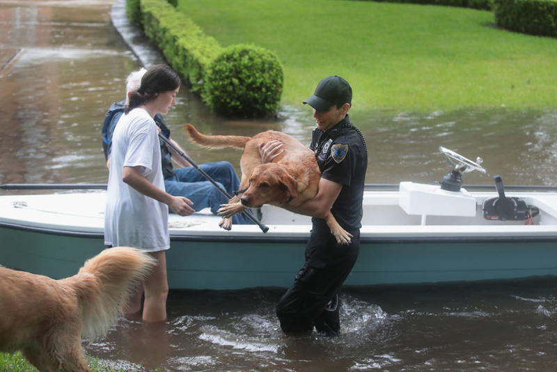 Huge Dogs Gets Saved | Getty Images Photo by Scott Olson