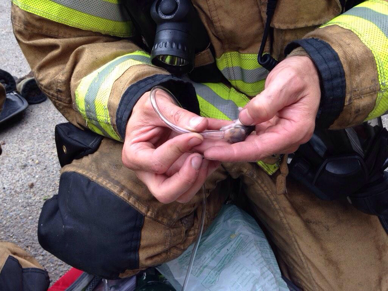 This Firefighter Saved Baby Hamsters From A Trailer Fire | Twitter/@LaceyFireDist3