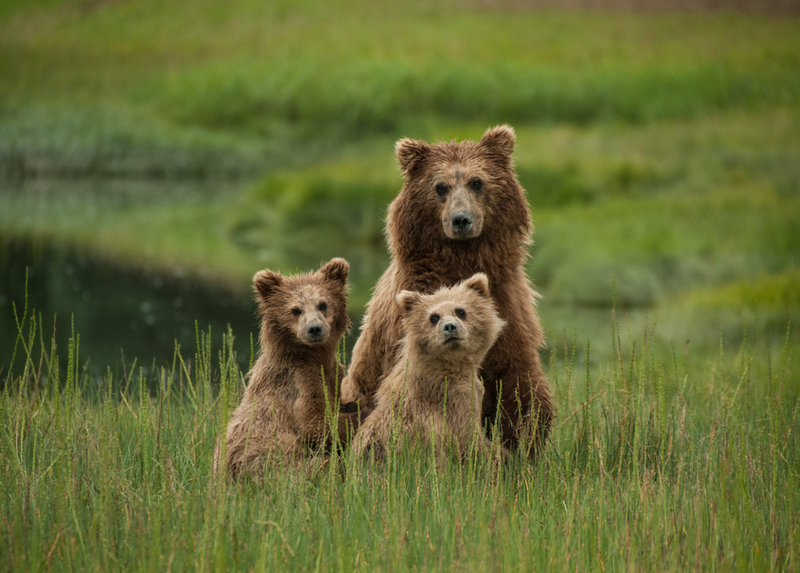 The Incredible Story Of A Mama Bear Forced To Leave Her Cubs To Drown | Shutterstock