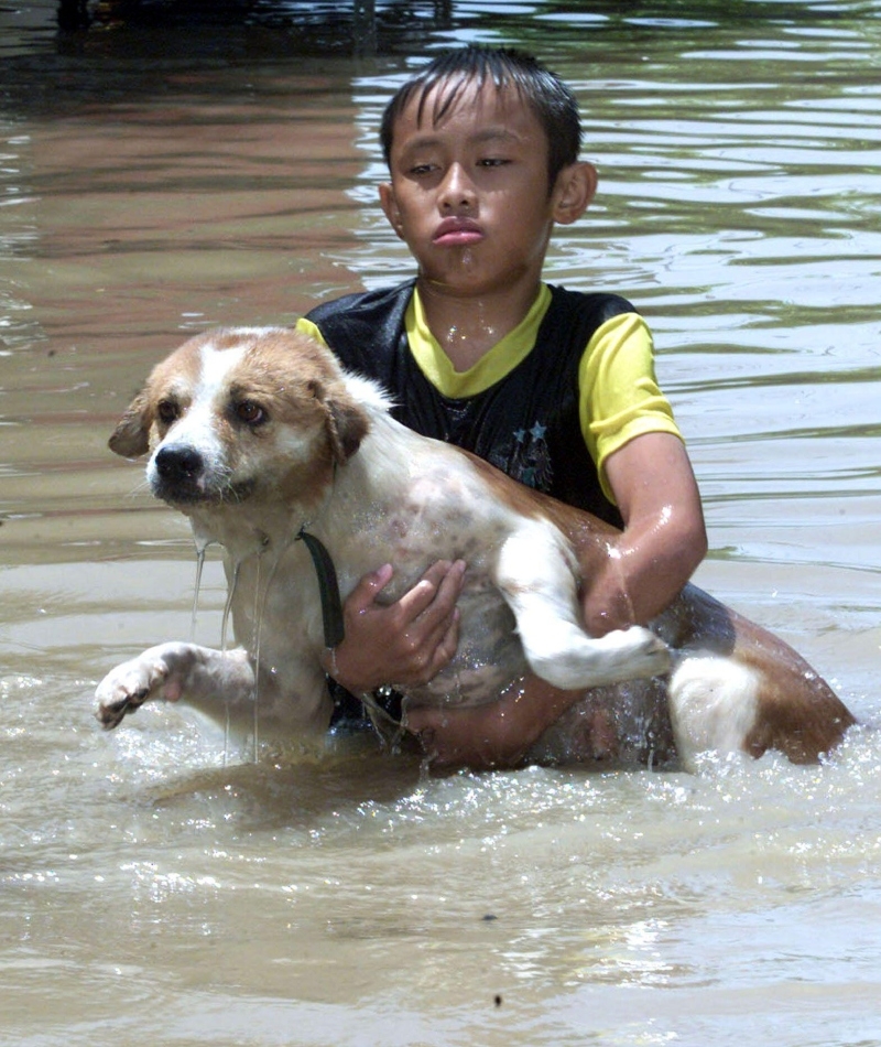 Little Boy Saves A Puppy From A Flood | Alamy Stock Photo