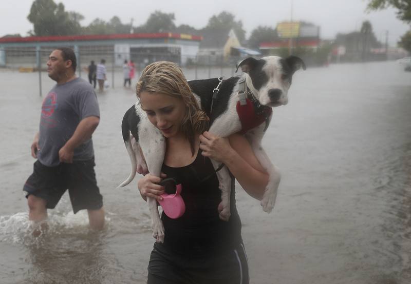 Rescued From The Hurricane Harvey Floods | Getty Images Photo by Joe Raedle