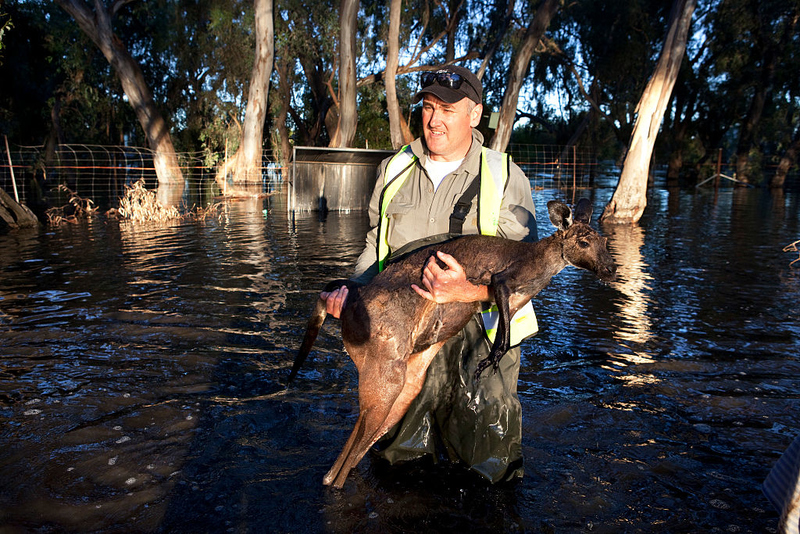 The Kangaroo Gets Rescued | Getty Images Photo by Gideon Mendel/In Pictures/Corbis 
