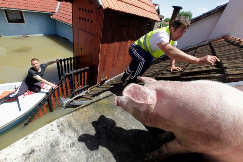 Saving A Pig From A Roof | Alamy Stock Photo