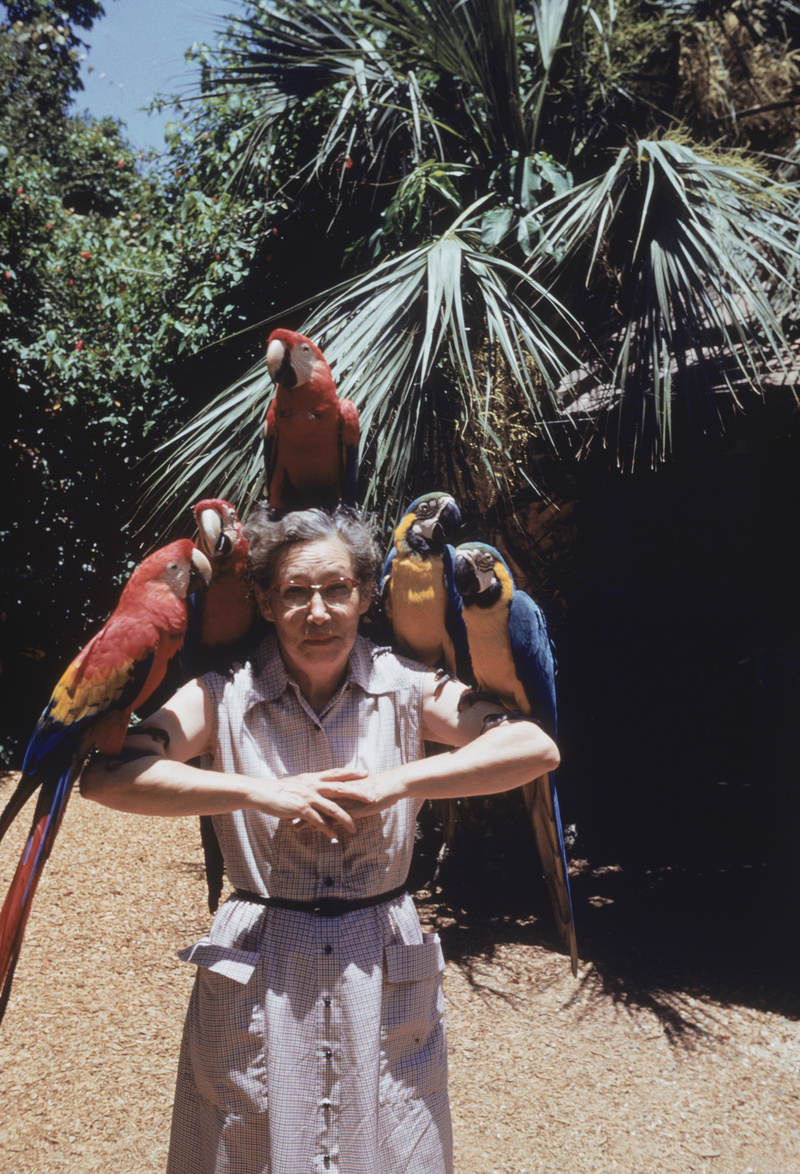 One Lady, Five Macaws | Getty Images Photo by Dennis Hallinan