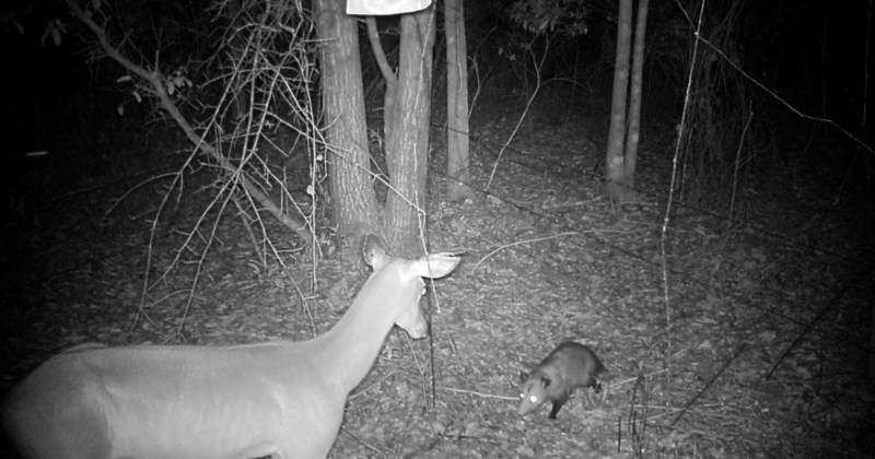 Deer & Possum | Flickr Photo by Florida Fish and Wildlife