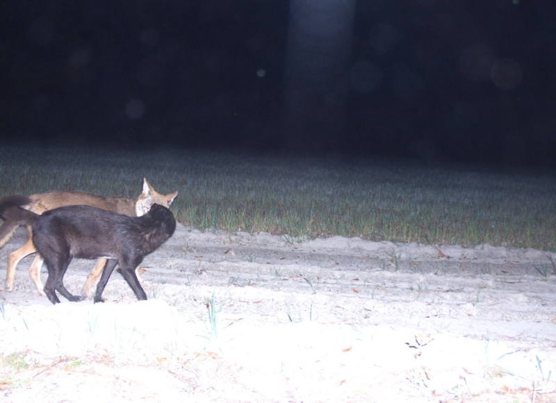 A Pair of Coyotes | Flickr Photo by Florida Fish and Wildlife