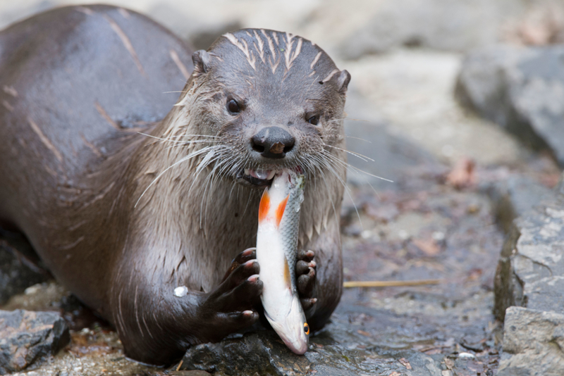 Otter Snack | Alamy Stock Photo