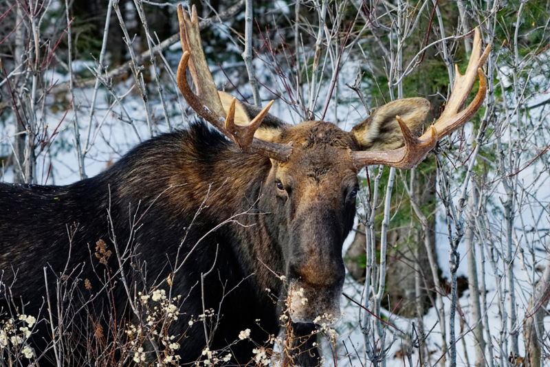 Giant Moose Coming Through | Alamy Stock Photo by Charlinex Wildlife 