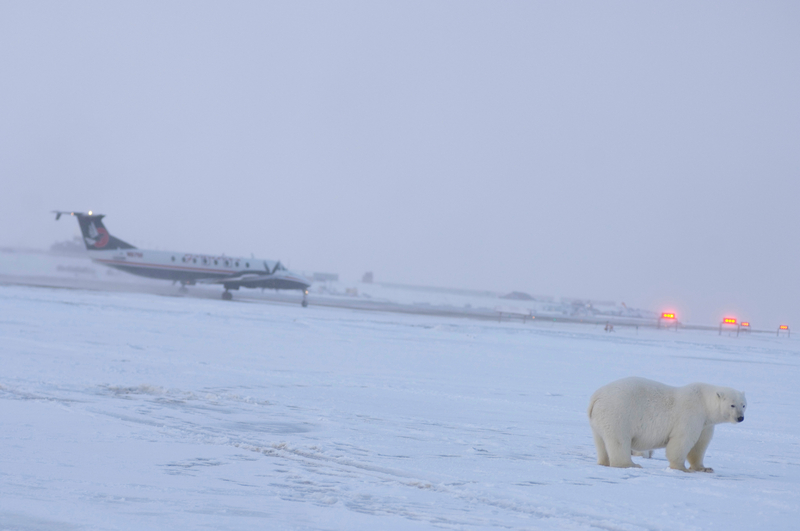Bears on the Runway | Alamy Stock Photo by Steven J. Kazlowski