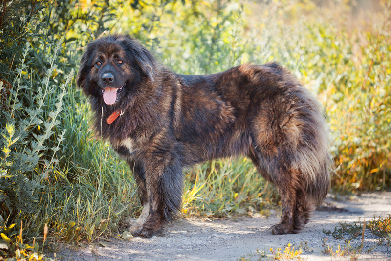 46. Caucasian Shepherd Dog | Shutterstock