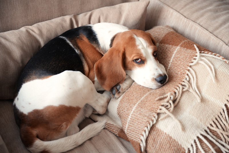 40. Beagle | Shutterstock