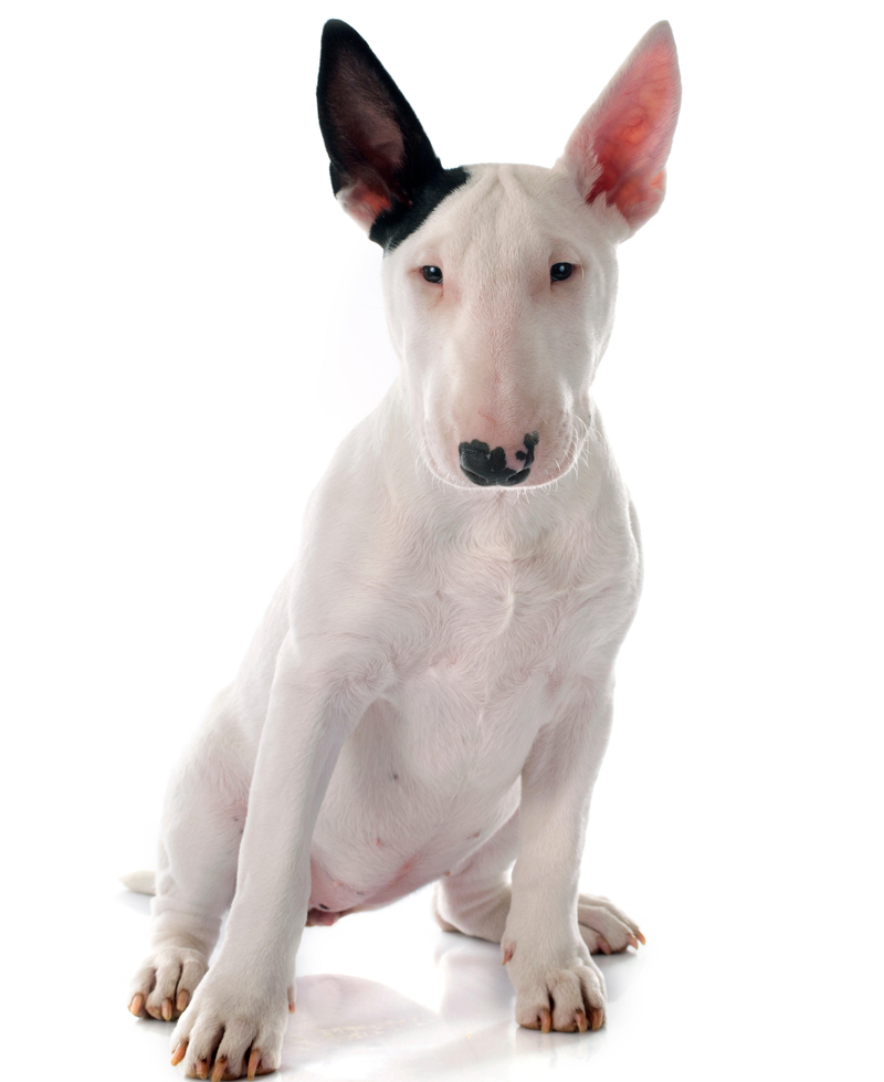 8. Bull Terrier | Alamy Stock Photo
