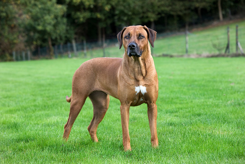 14. Rhodesian Ridgeback | Getty Images Photo by Arterra/Universal Images Group