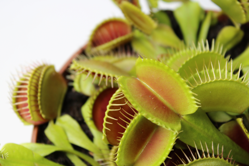 North and South Carolina Are Home to the Venus Fly Trap | Shutterstock