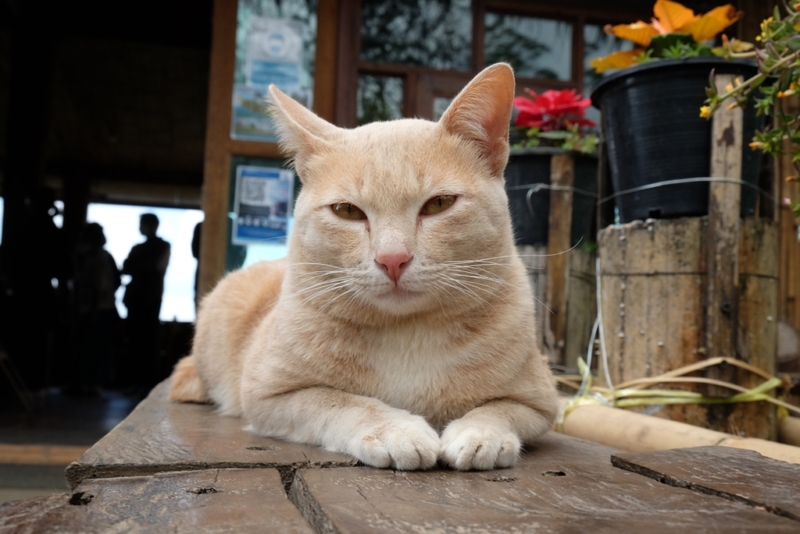 Not Only Has There Been a Dog as Mayor, One Town Elected a Cat | Shutterstock