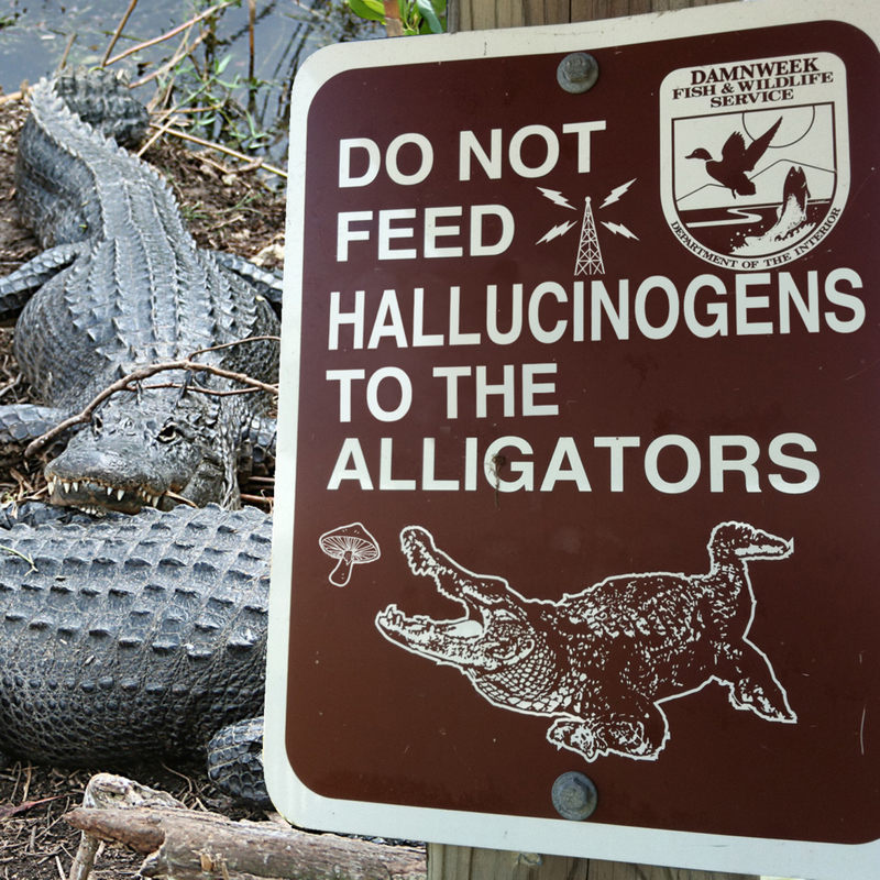 No Trippin' Alligators, Please! | Imgur.com/0a3USLO