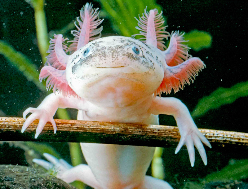 The Aquatic Salamander | Shutterstock